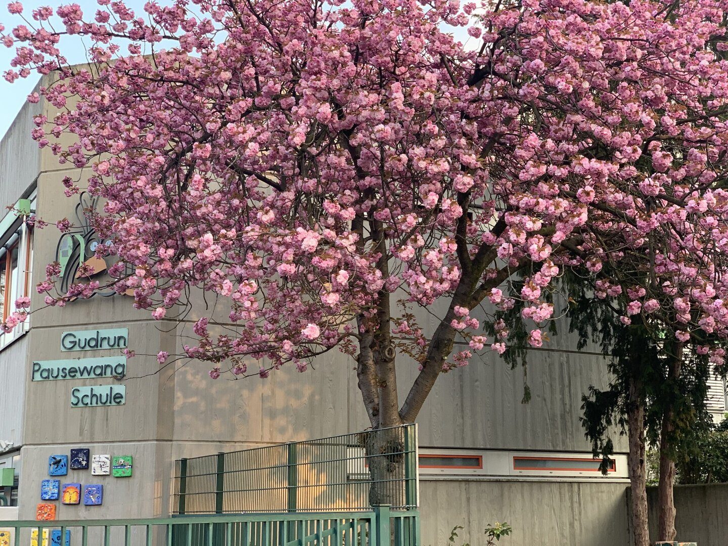 Gudrun-Pausewang-Schule Bergheim-Quadrath mit blühendem Kirschbaum